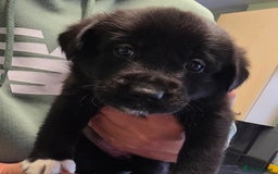 Mixed Breed dogs for sale: German sheprador - Image 4