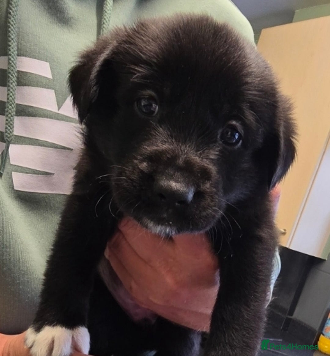 Mixed Breed dogs for sale: German sheprador - Image 4