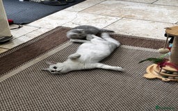 British Shorthair cats for sale: British Shorthair Chinchillas - Image 8
