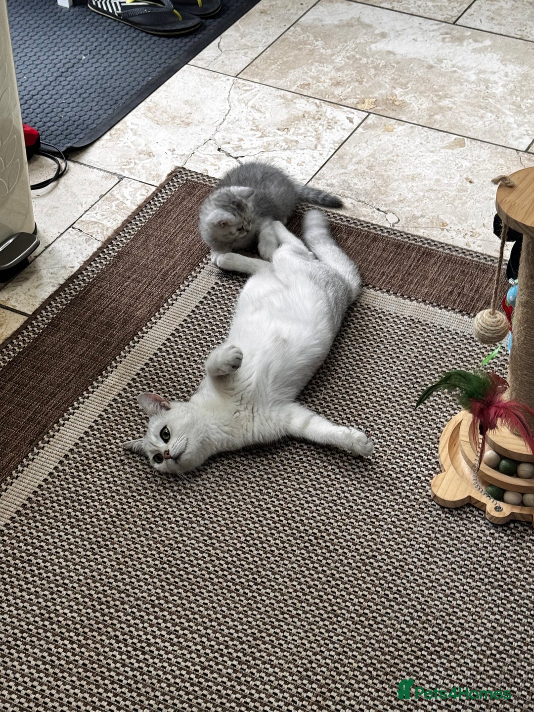 British Shorthair cats for sale: British Shorthair Chinchillas - Image 8