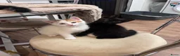 Mixed Breed cats for sale: Beautiful kittens ready for their forever homes - Advert 9