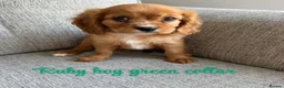 Cavalier King Charles Spaniel dogs for sale: Cavalier King Charles puppies  - Advert 9
