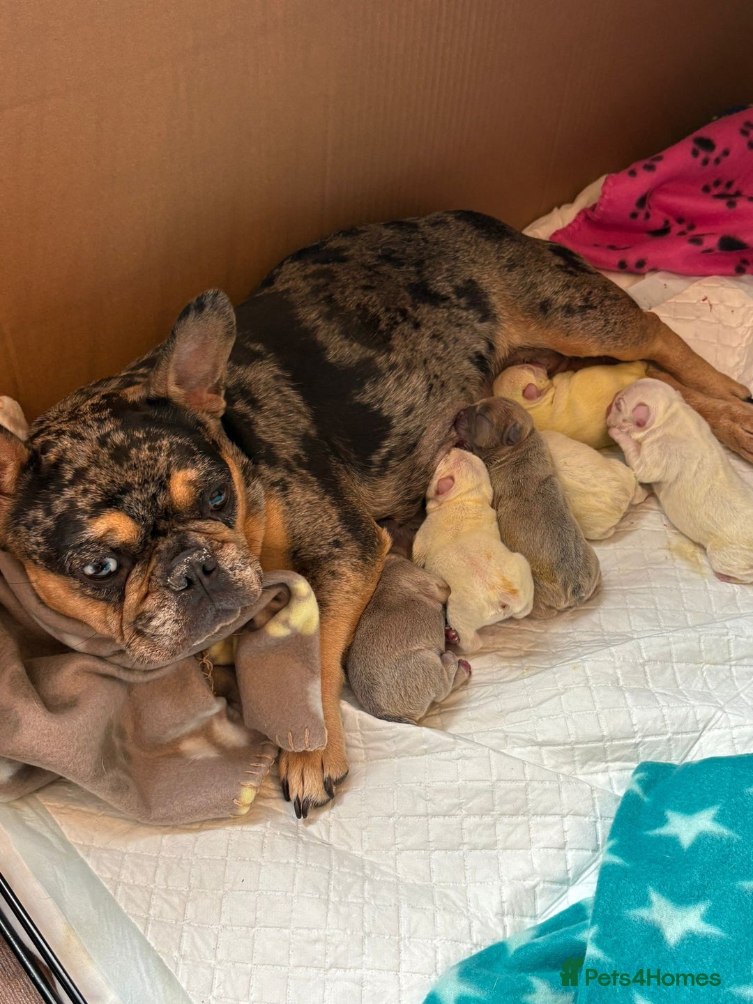 French Bulldog dogs for sale: French bulldog pups  - Image 7