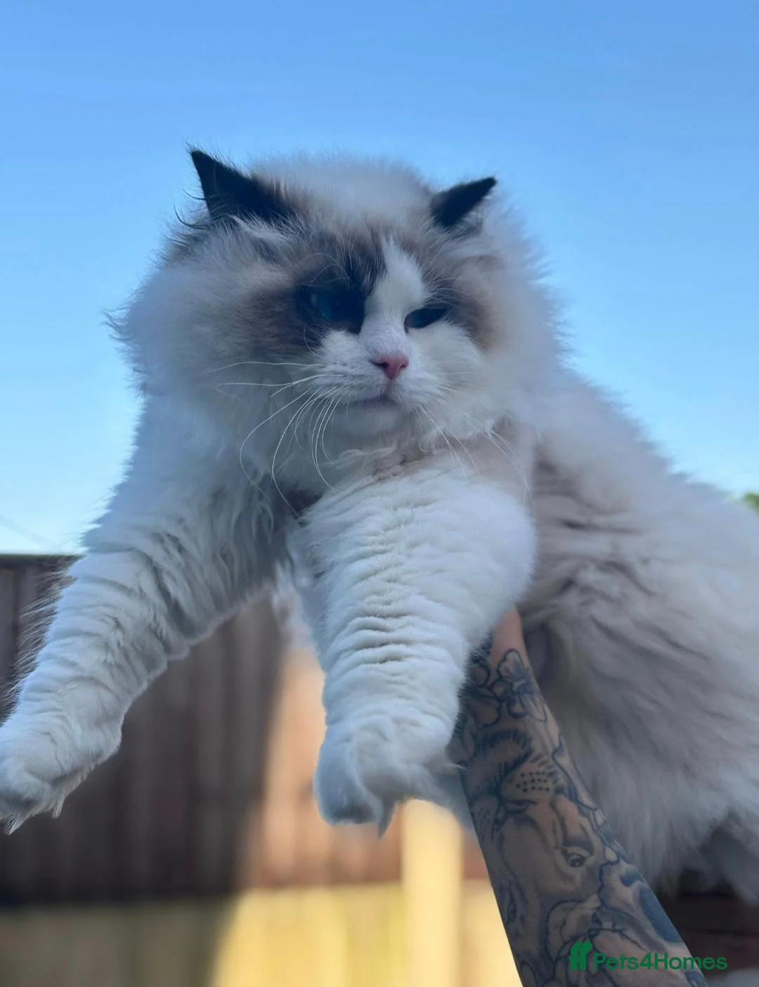 Ragdoll cats for stud: European Seal Bicolour Ragdoll Stud ONLY - Advert 2