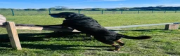 Rottweiler dogs for sale: Rottweiler- For Rehoming (3yrs)  - Advert 3