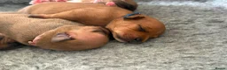 Staffordshire Bull Terrier dogs for sale: KC Red Staffordshire Bull Terriers ❤️❤️🏆🩸 - Advert 13