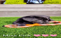 Labrador Retriever dogs for sale: Stunning labrador puppies from good working lines - Advert 2