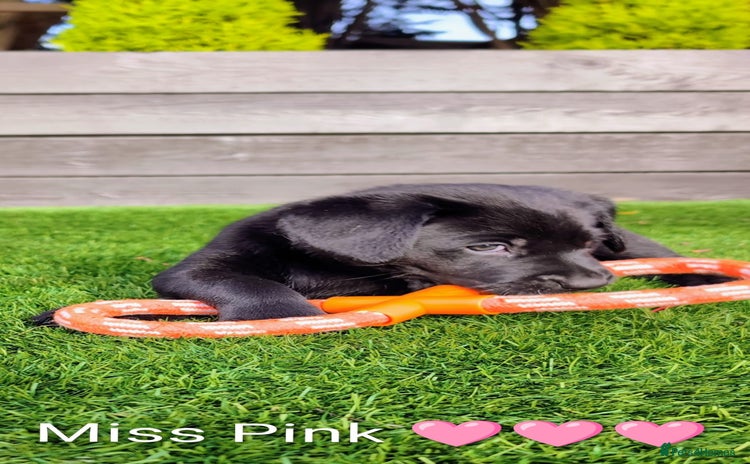 Labrador Retriever dogs Stunning labrador puppies from good working lines - Advert 5