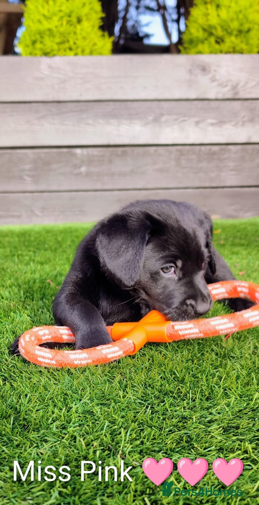 Labrador Retriever dogs for sale: Stunning labrador puppies from good working lines - Advert 2