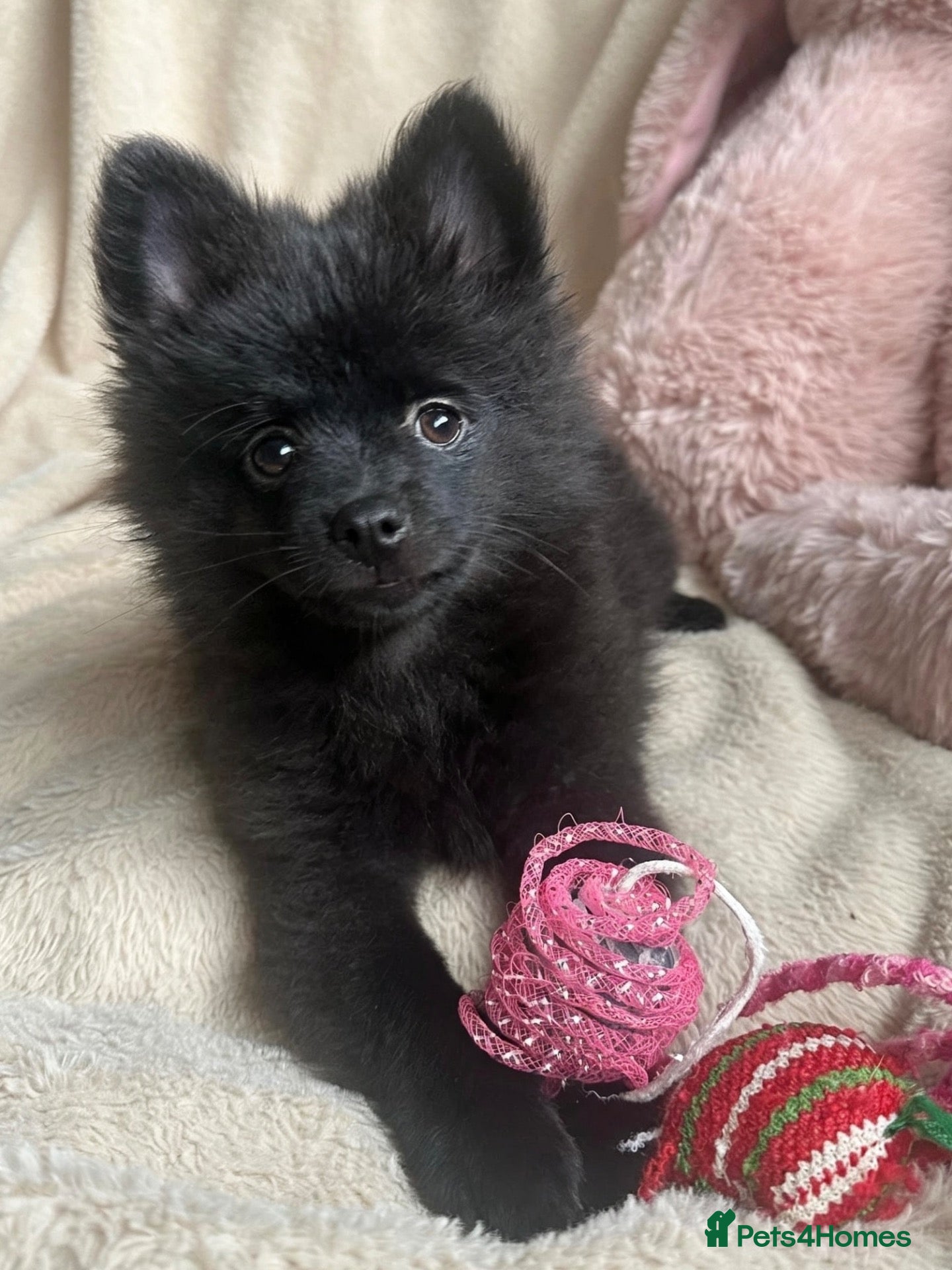 Pomchi dogs 💕last handsome baby boy💕 - Advert 2