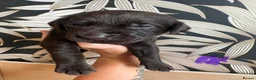Labrador Retriever dogs for sale: Beautiful Chocolate Labs - Advert 6