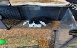 Rex rabbits for sale: 9 week old male rabbit  - Image 2