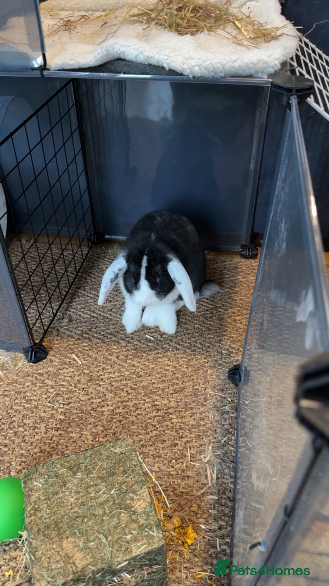 Rex rabbits for sale: 9 week old male rabbit  - Image 2