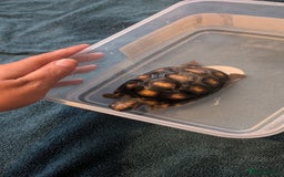 Tortoise reptiles for sale: Spotty the red footed tortoise and viv - Image 1