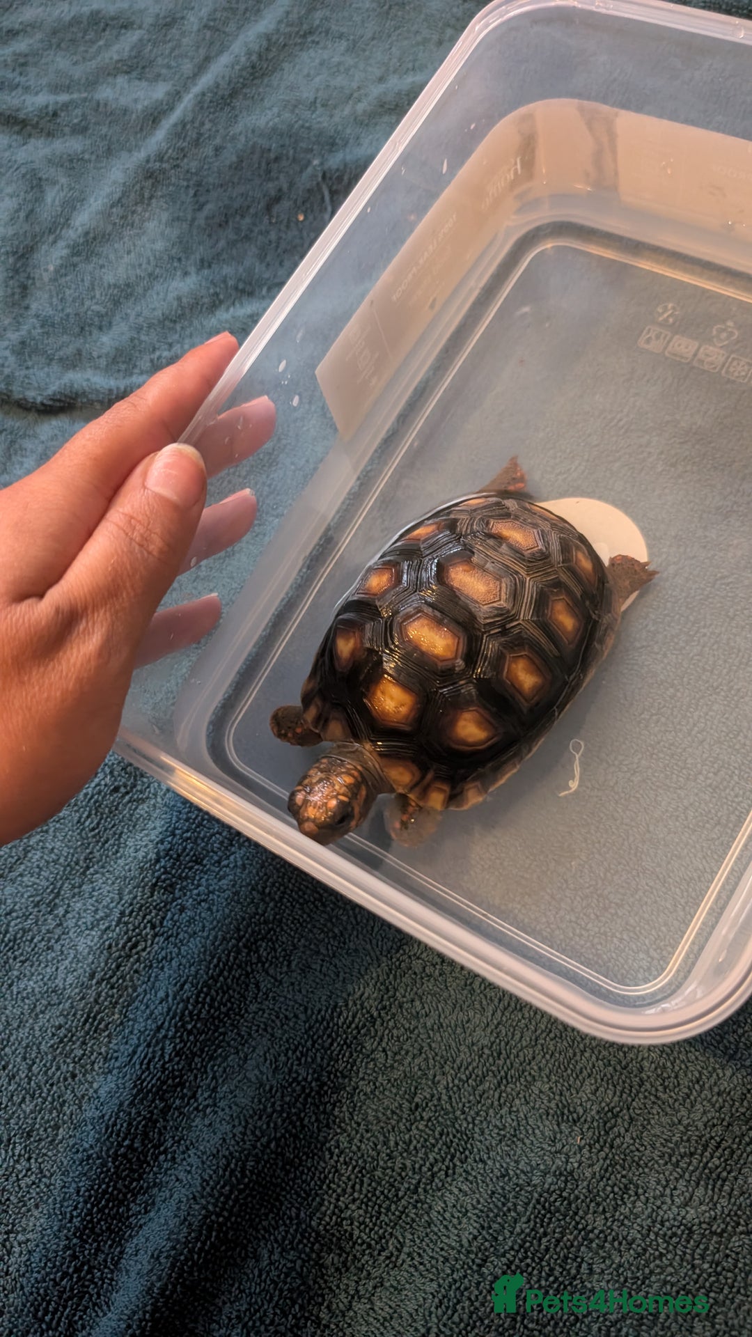 Tortoise reptiles for sale: Spotty the red footed tortoise and viv - Image 1