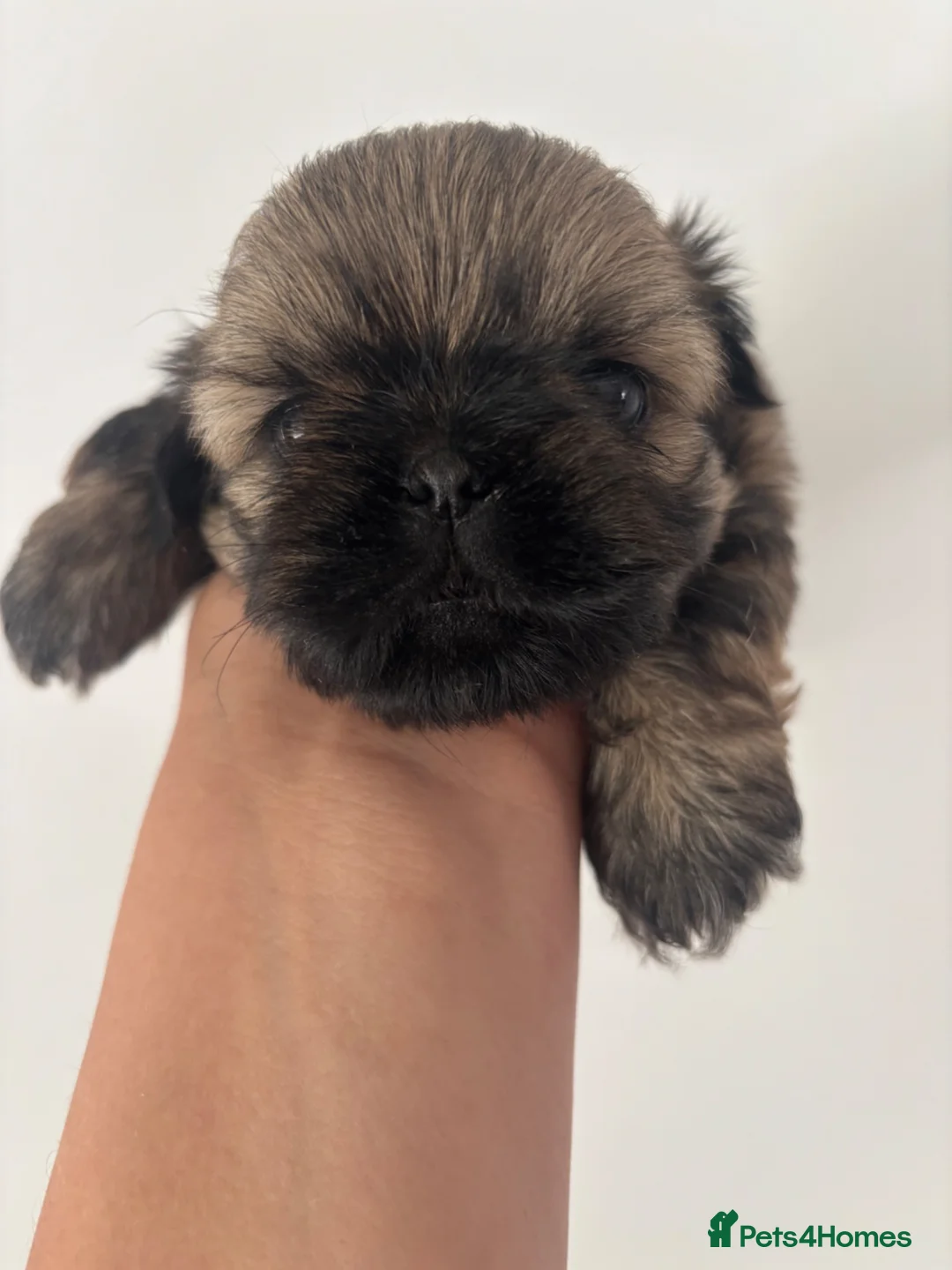 Shih Tzu dogs for sale: Imperial Shih Tzu girl  - Advert 5