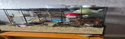 Mouse rodents for sale: 2 boy mice  - Advert 3