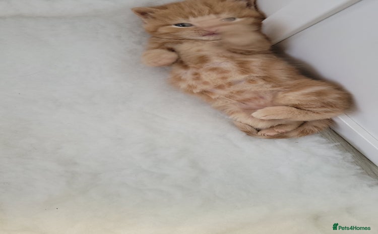 British Shorthair cats - Advert 6