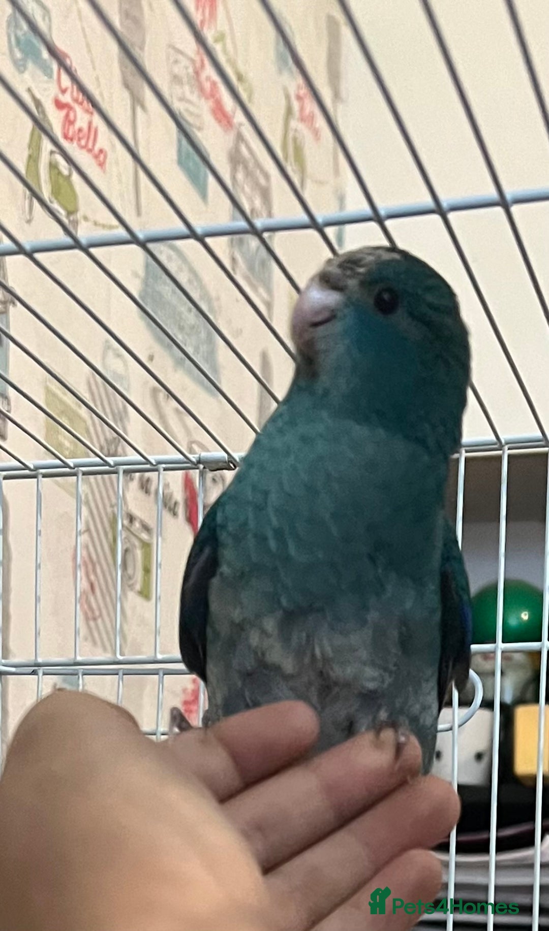 Parakeets birds for sale: Young female kakariki  - Advert 12