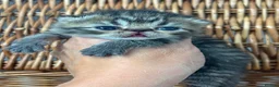 Exotic cats for sale: 3 high quality exotics - Advert 12