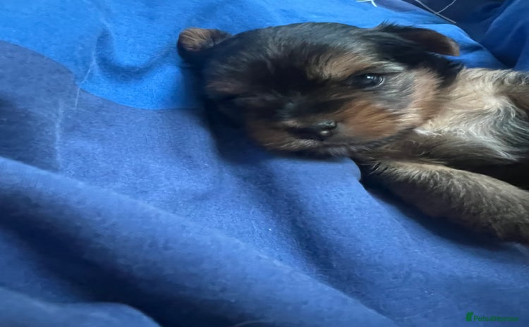 Yorkshire Terrier dogs - Advert 5