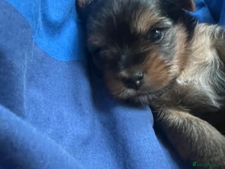 Yorkshire Terrier dogs Beautiful Mini Yorkshire Terrier two girls - Advert 8