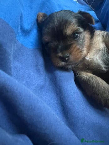 Yorkshire Terrier dogs - Advert 11