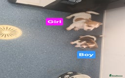 Jack Russell dogs for sale: Jack Russell Puppies | Rough coated | 2 Pups left - Image 5