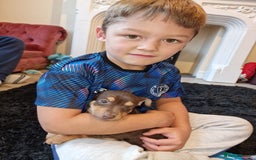 Jack Russell dogs for sale: Beautiful Muchwenlock Jack Russell puppies - Image 16