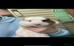 Guinea Pig rodents for sale:  to a lovely home - Image 2