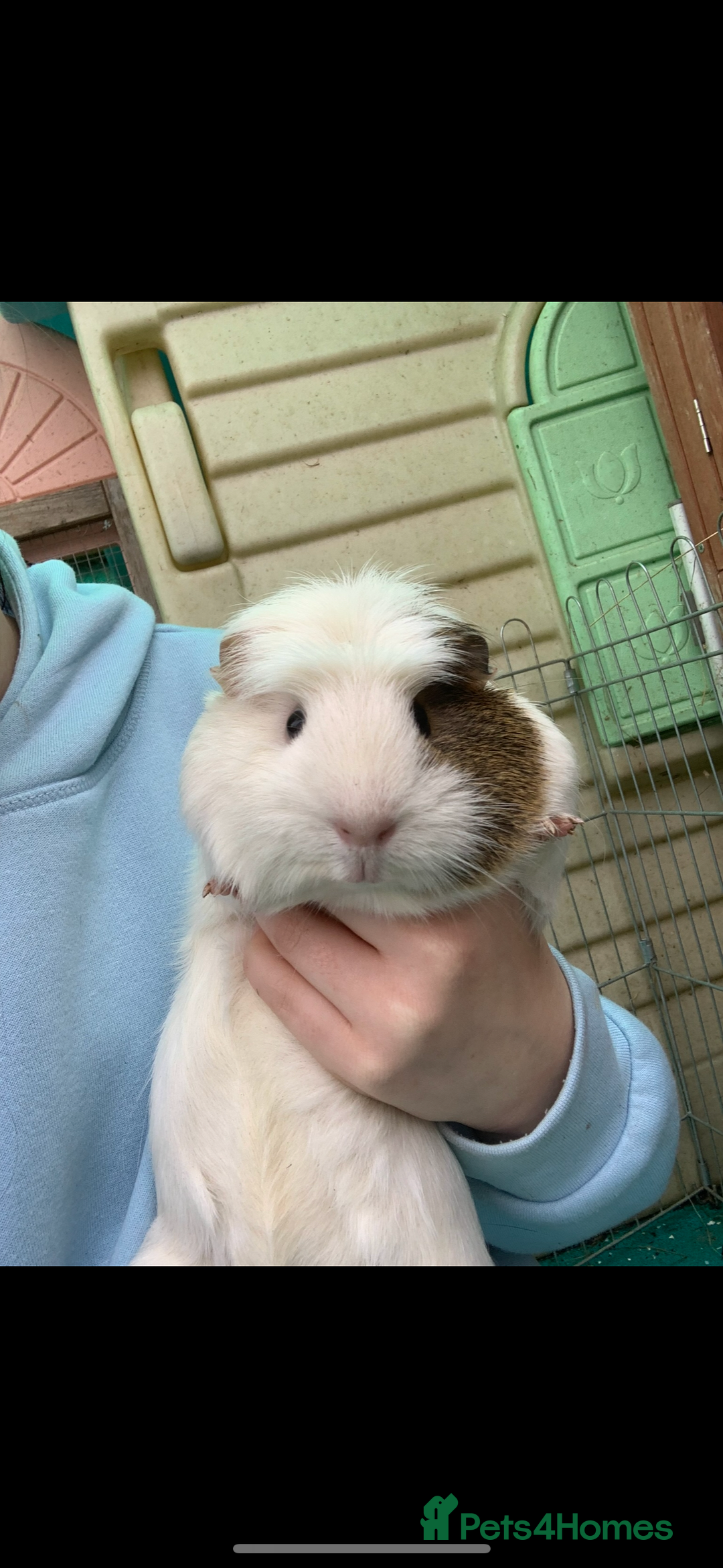 Guinea Pig rodents for sale:  to a lovely home - Image 2