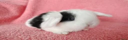 Mini Lop rabbits for sale: Baby mini lops for sale  - Advert 4