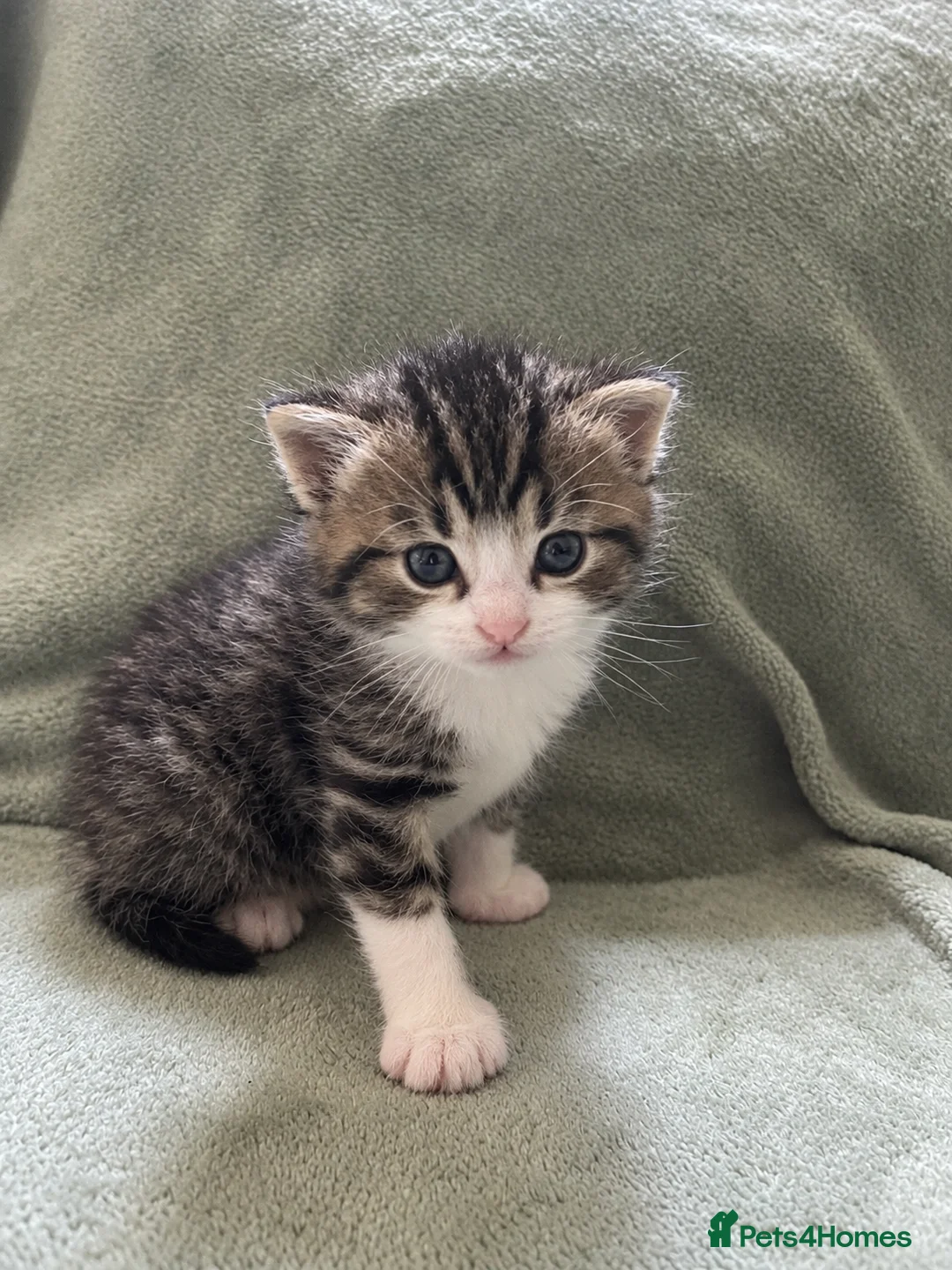 British Shorthair cats for sale: Kittens  in Diss - Advert 2