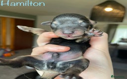 Miniature Dachshund dogs for sale: Exceptional Show Quality KC Miniature Dachshunds! - Image 7