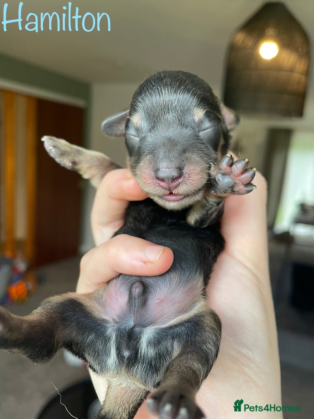 Miniature Dachshund dogs for sale: Exceptional Show Quality KC Miniature Dachshunds! - Image 7