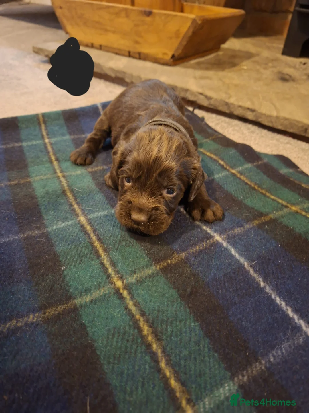 Sprocker dogs for sale: F1 Sprocker Spaniel Puppies 7 Boys & 2 Girls 🐾 - Advert 17