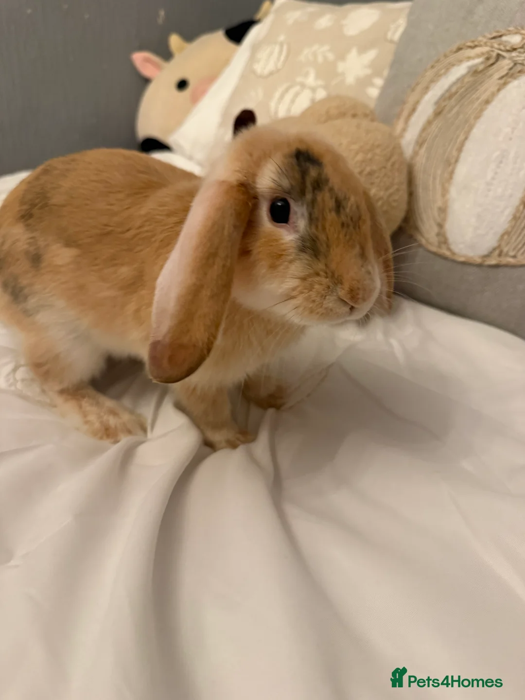 Mixed Breed rabbits for sale: 2 boys 8months old  - Advert 2