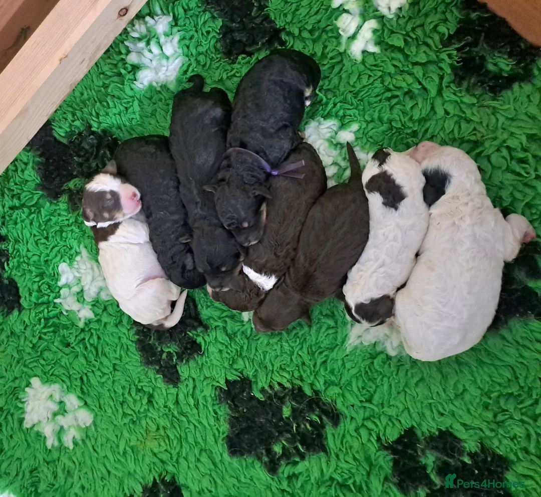 Bernedoodle dogs for sale: Stunning Bernedoodles💕DNA Health Tested Parents ! - Advert 4