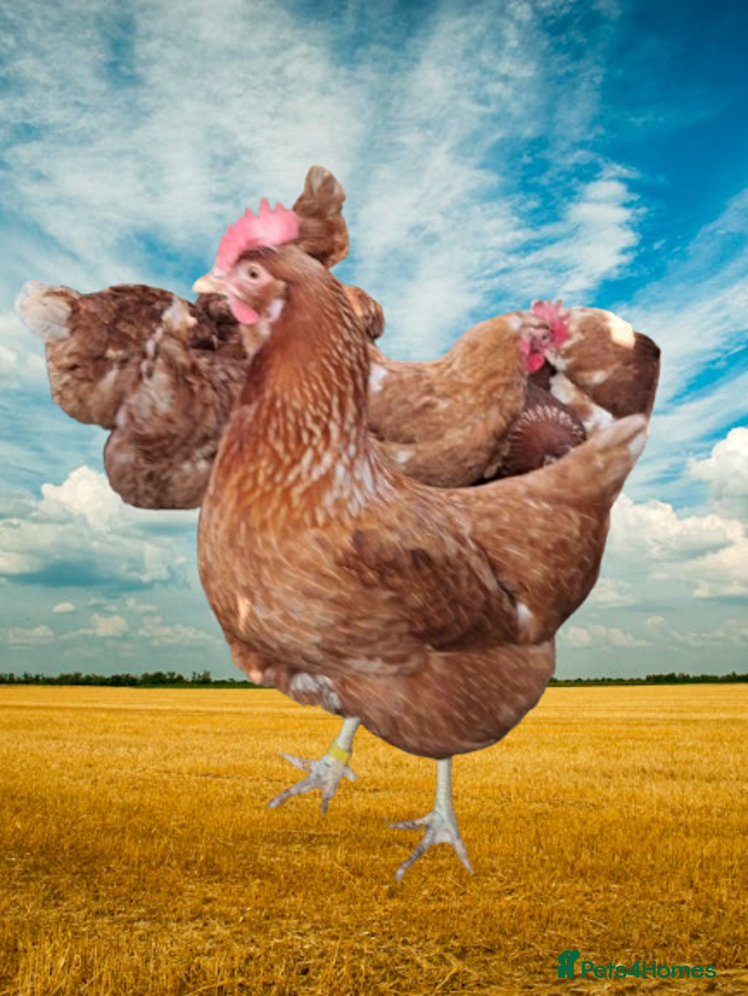 Chickens poultry for sale: Warren/lohman brown 18 months old for sale - Advert 2