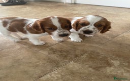 Welsh Springer Spaniel dogs for sale: One little Welsh Springer Spaniel boy!  - Image 8
