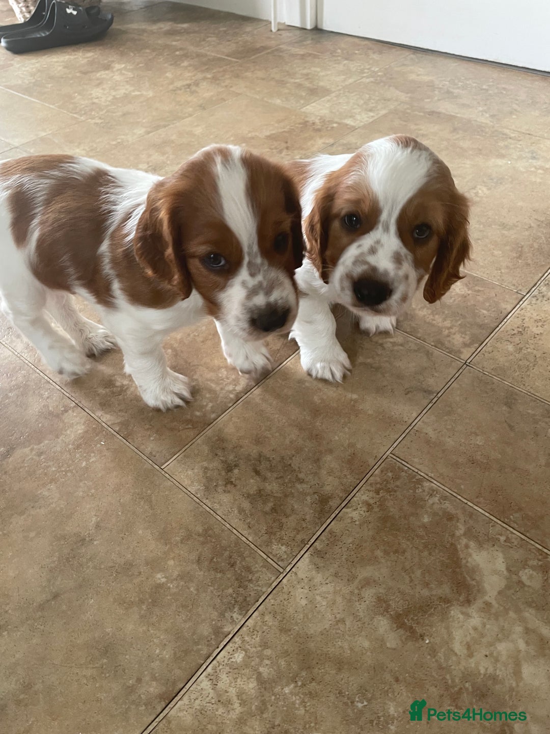 Welsh Springer Spaniel dogs for sale: One little Welsh Springer Spaniel boy!  - Image 8