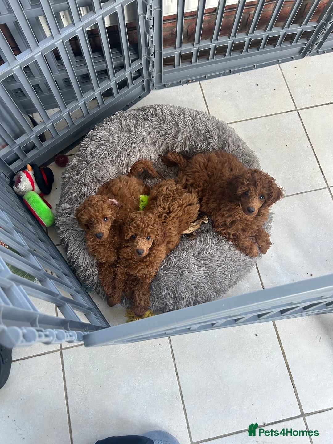 Miniature Poodle dogs for sale: Exceptional miniature poodle  - Advert 3