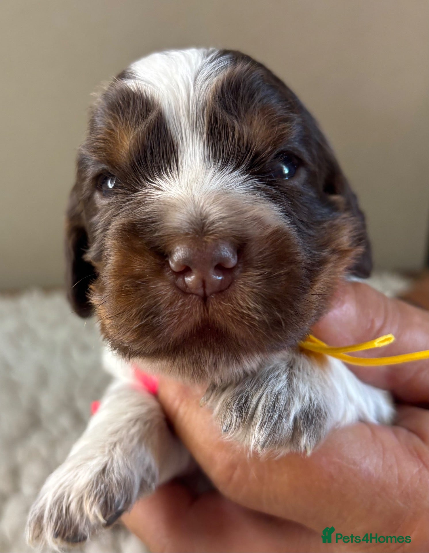 Cocker Spaniel dogs KC reg Cocker Spaniel puppies - Advert 2