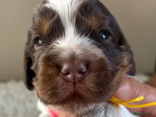 Cocker Spaniel dogs KC reg Cocker Spaniel puppies - Advert 2