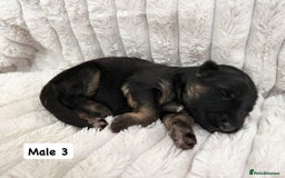 German Shepherd dogs for sale: BIG BONDED, LONG HAIRED GSD PUPPYS  - Image 12