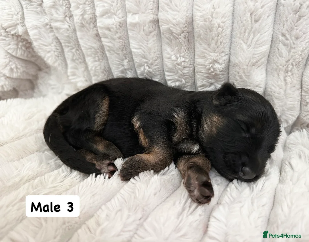 German Shepherd dogs for sale: WAITING LIST 2026 BIG BONDED, LONG HAIRED PUPPYS  - Advert 11