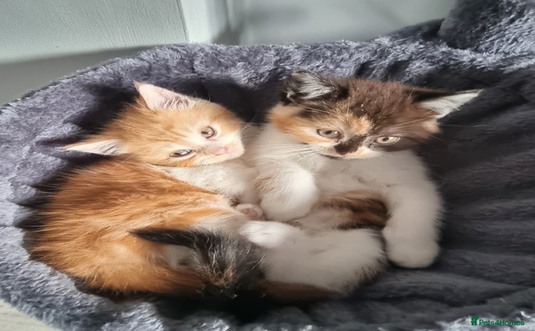 Persian cats Persian kittens - Advert 1