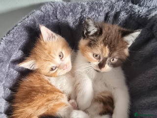 Persian cats Persian kittens - Advert 6