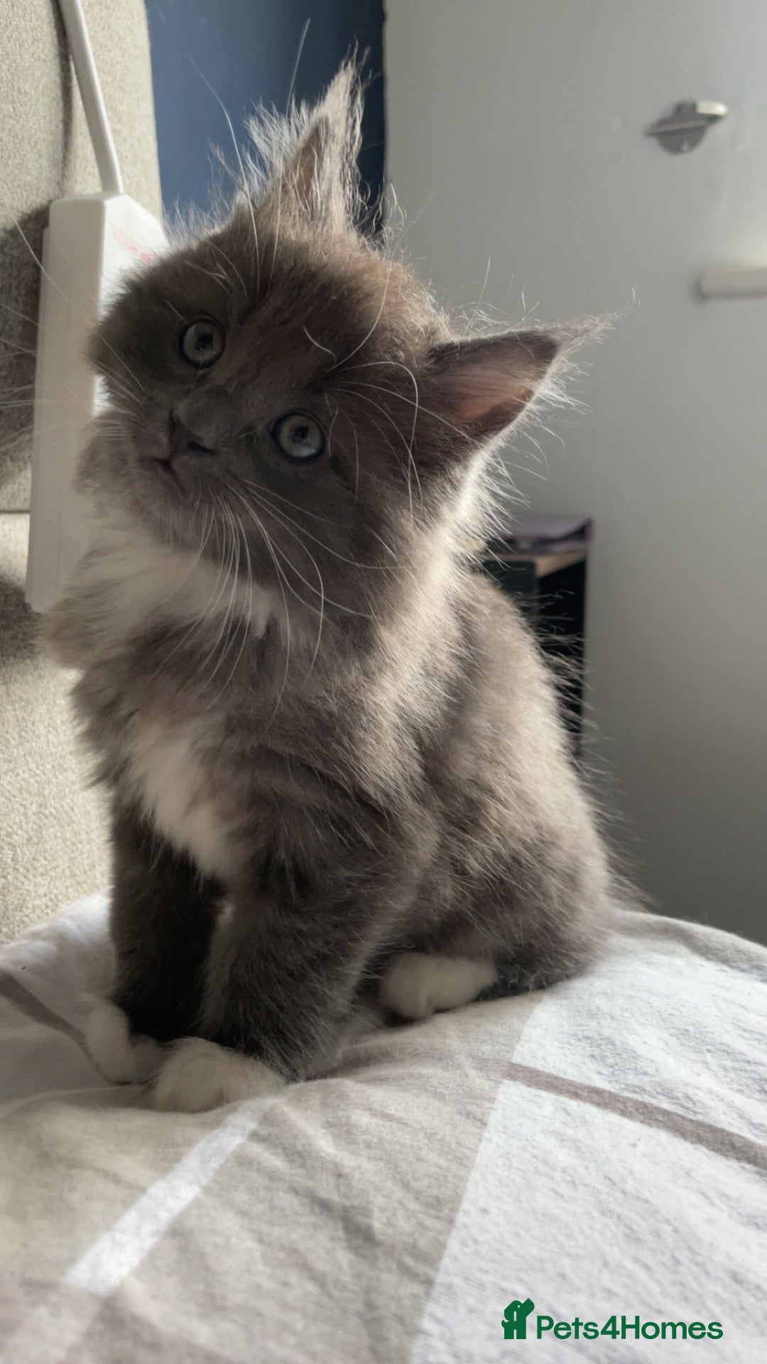 Ragdoll cats for sale: 4 maincoon x ragdoll kittens - Advert 10