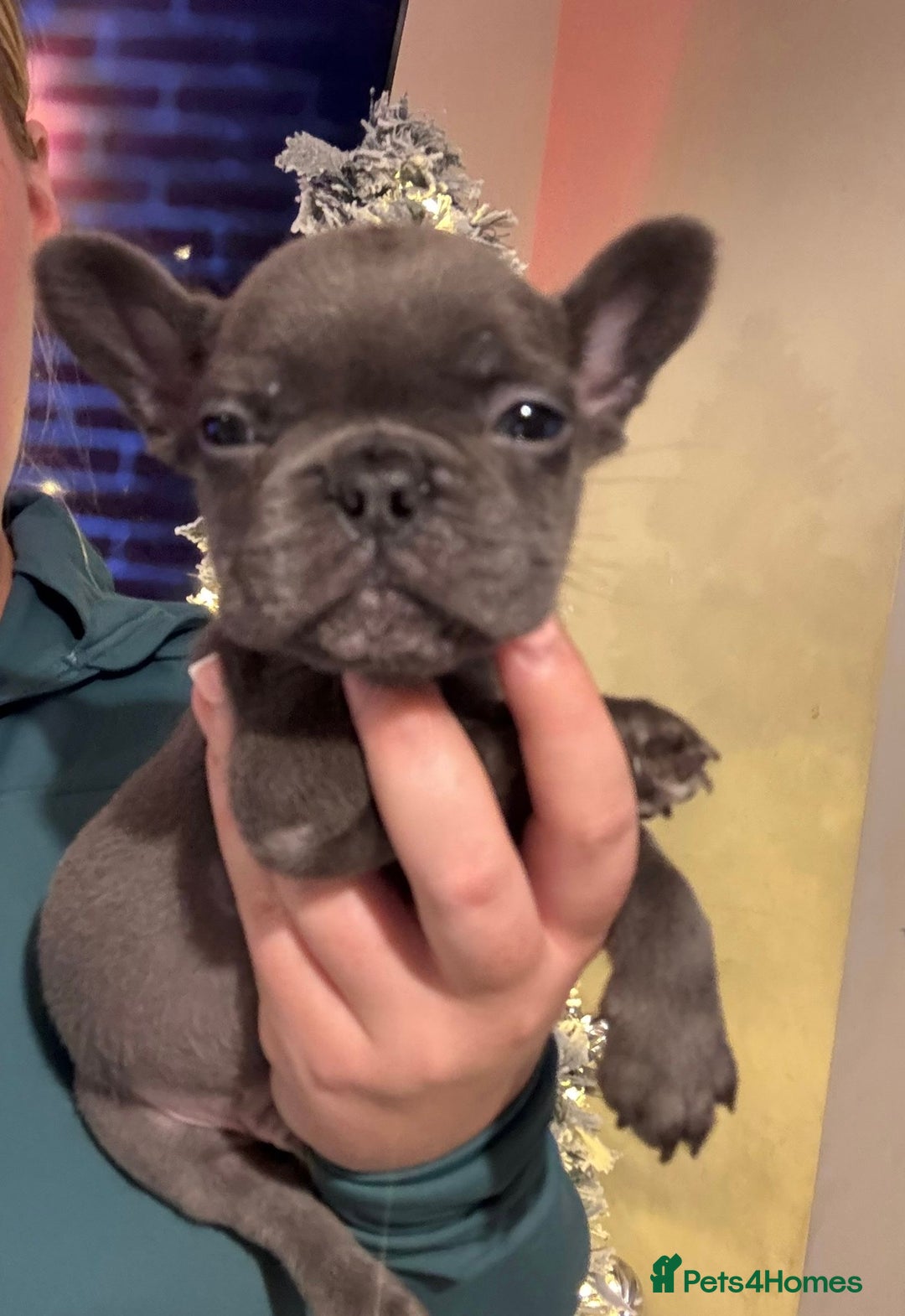 French Bulldog dogs for sale: French bulldog puppies  - Advert 14